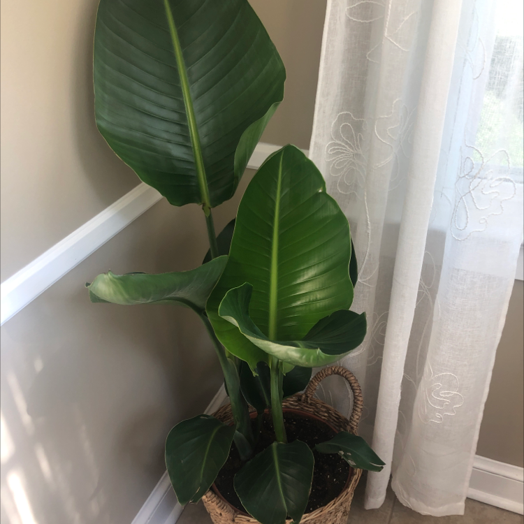 White Bird of Paradise plant photo by @Ageurkink named Birdie on Greg, the plant care app.