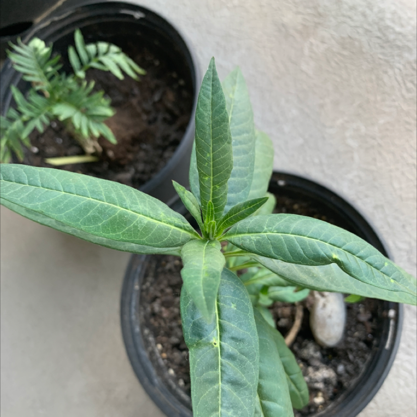 Tropical Milkweed plant in a pot with visible soil and another plant in the background.