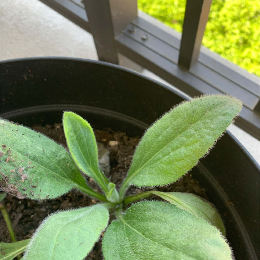Young Blackeyed Susan plant in a pot with healthy green leaves.