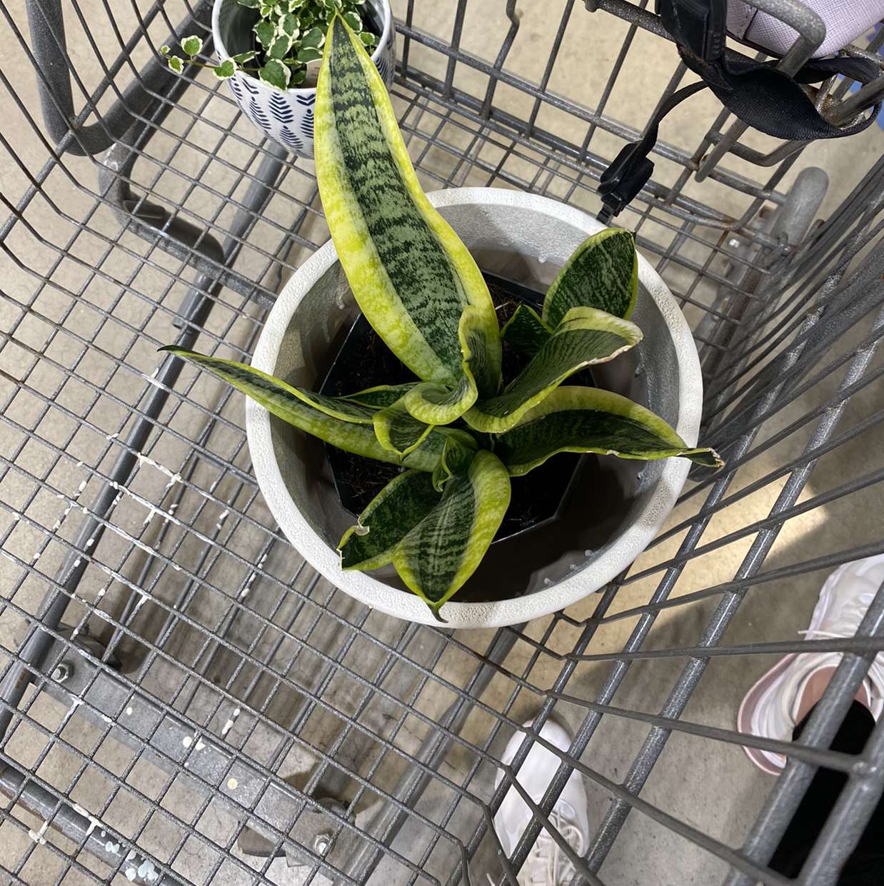 Snake Plant plant photo by Laura named Stephanie snake plant on Greg, the plant care app.