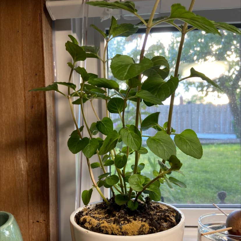 Chocolate Mint plant in a white pot on a windowsill with healthy green leaves.