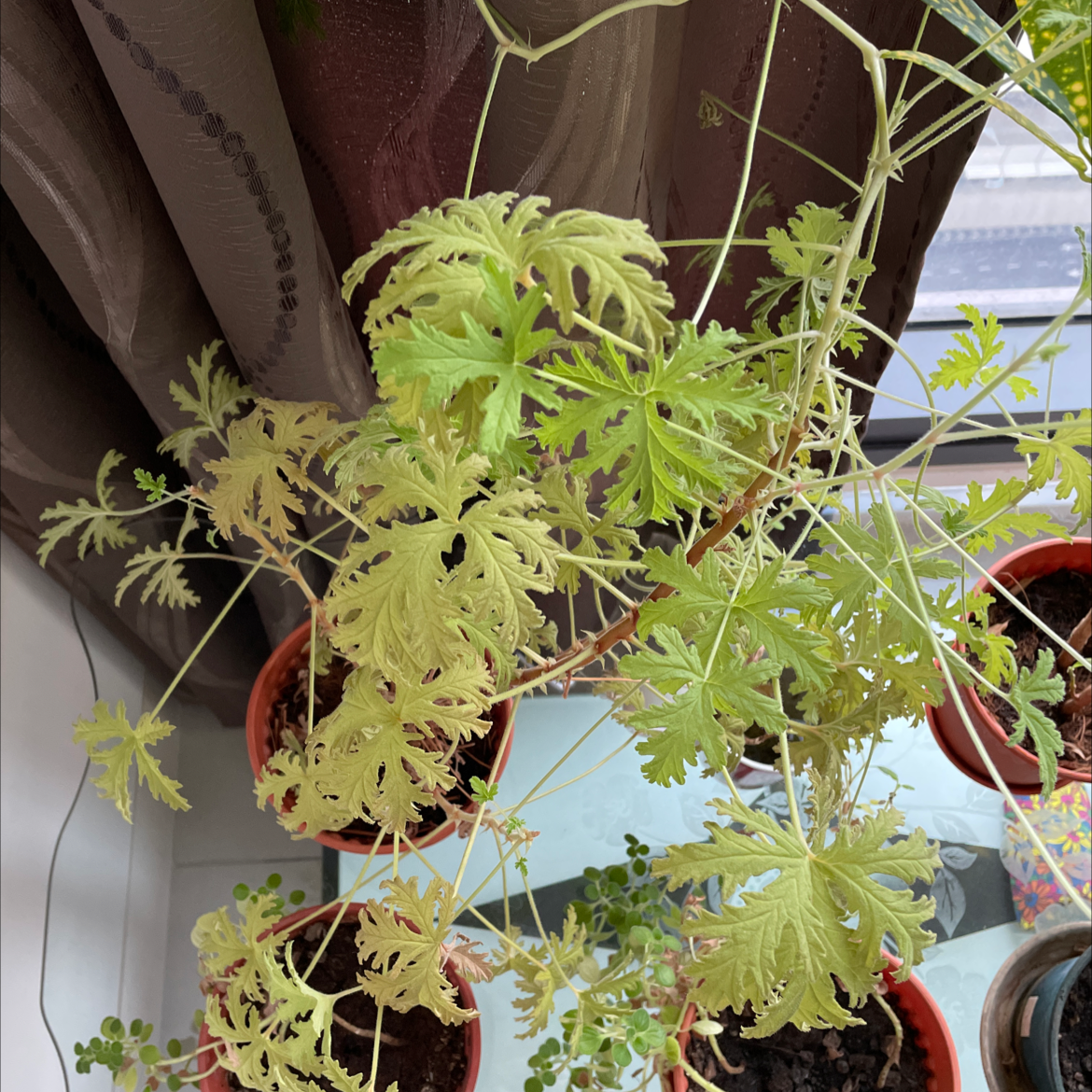 Sweet Scented Geranium plant with yellowing leaves in a pot near a window.