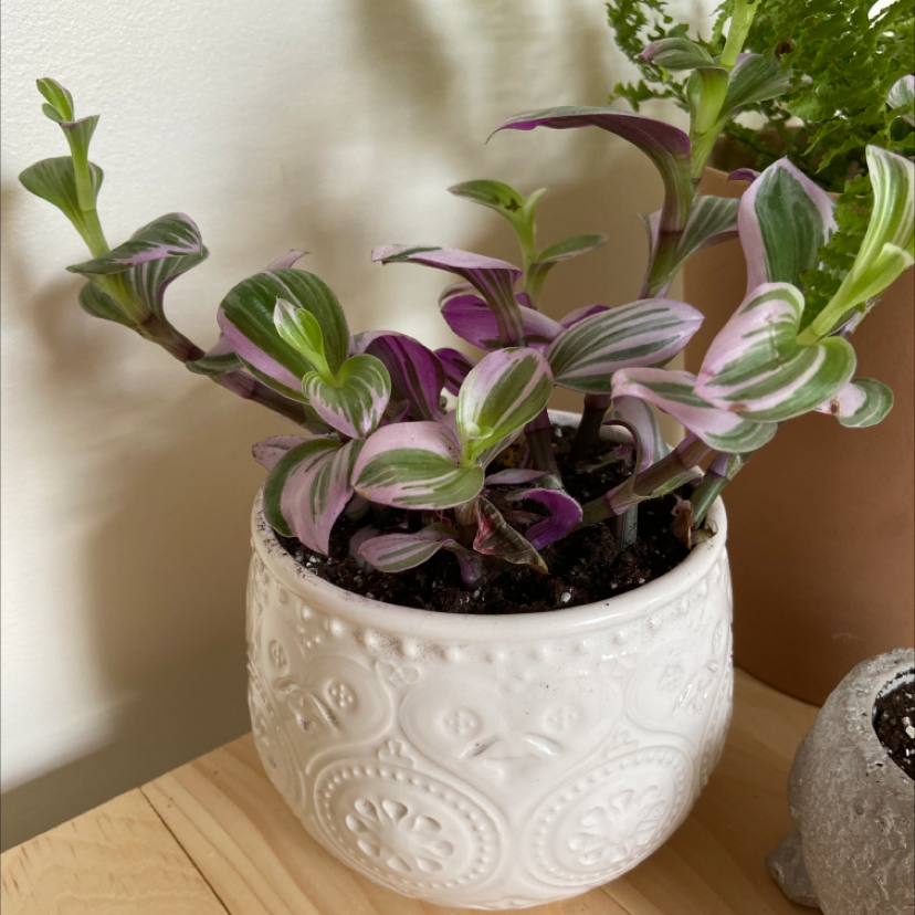 A healthy, vibrant Small-Leaf Spiderwort plant with green and purple variegated leaves in an embossed white pot.