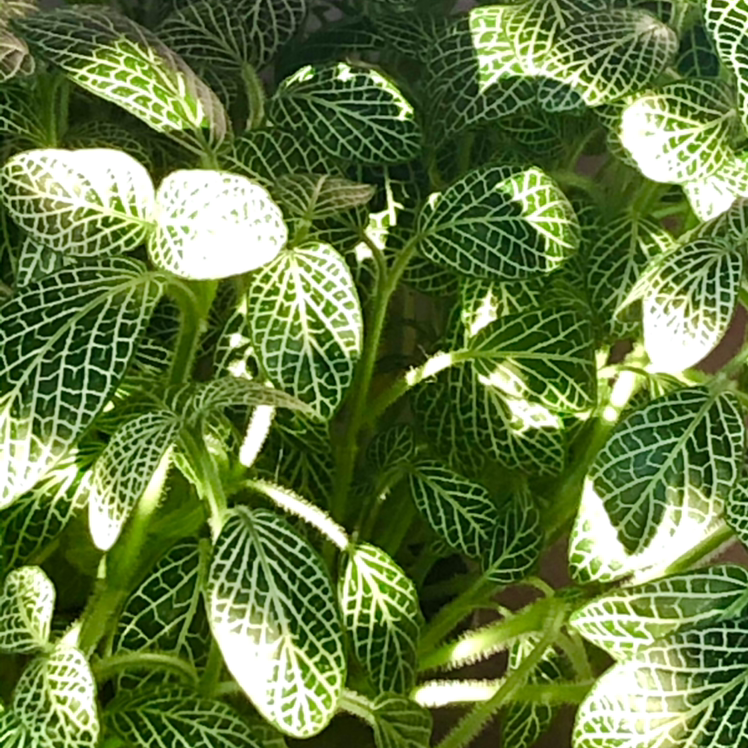 Nerve Plant plant photo by Lucia named Ray on Greg, the plant care app.