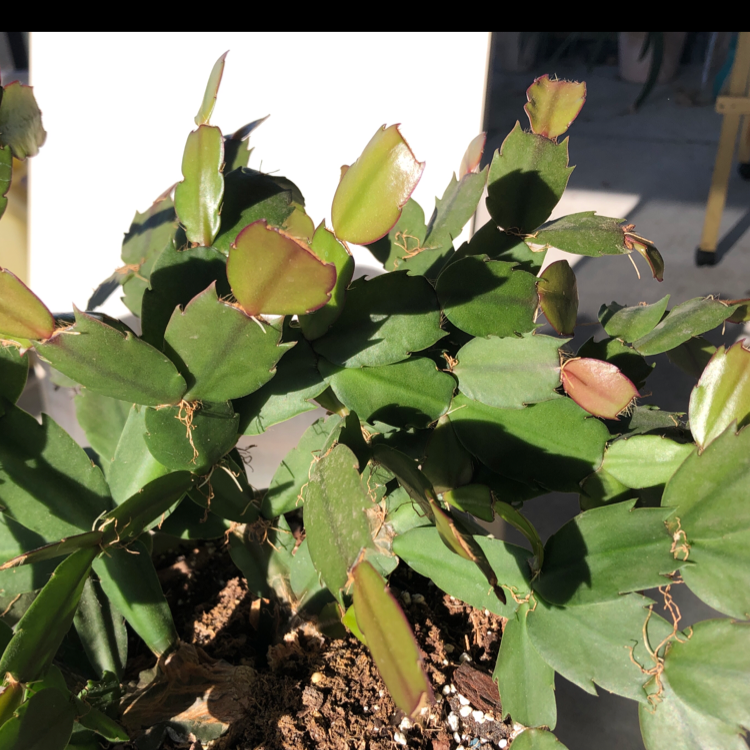 False Christmas Cactus plant photo by Lucia named Xmas cactus on Greg, the plant care app.