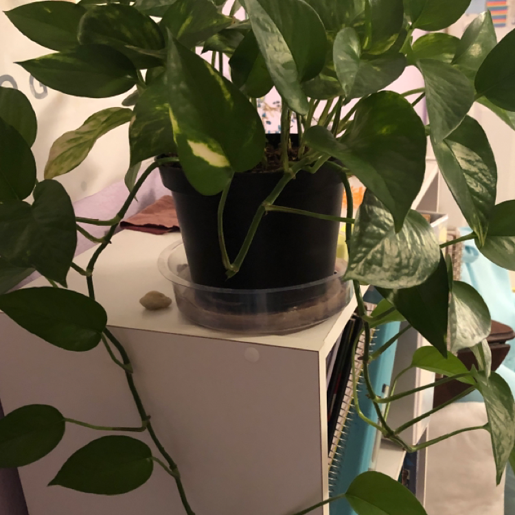 Taro Vine plant photo by Lucia named Mikey on Greg, the plant care app.