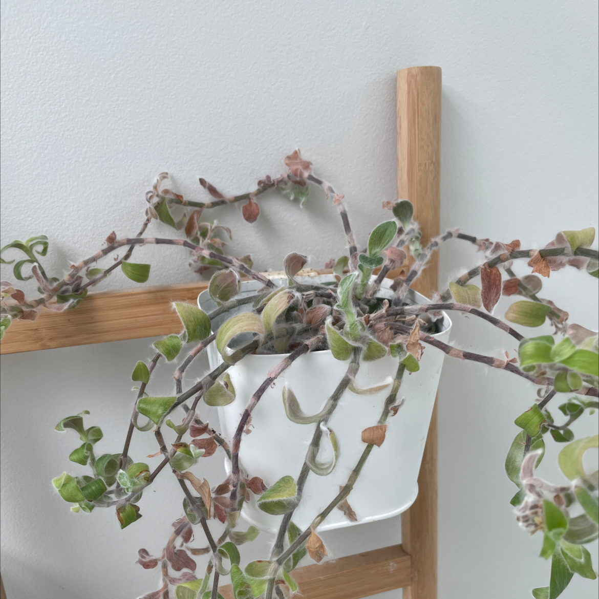 Photo of the plant species Kitten Ears by @charmingtedious named Bath kitten on Greg, the plant care app
