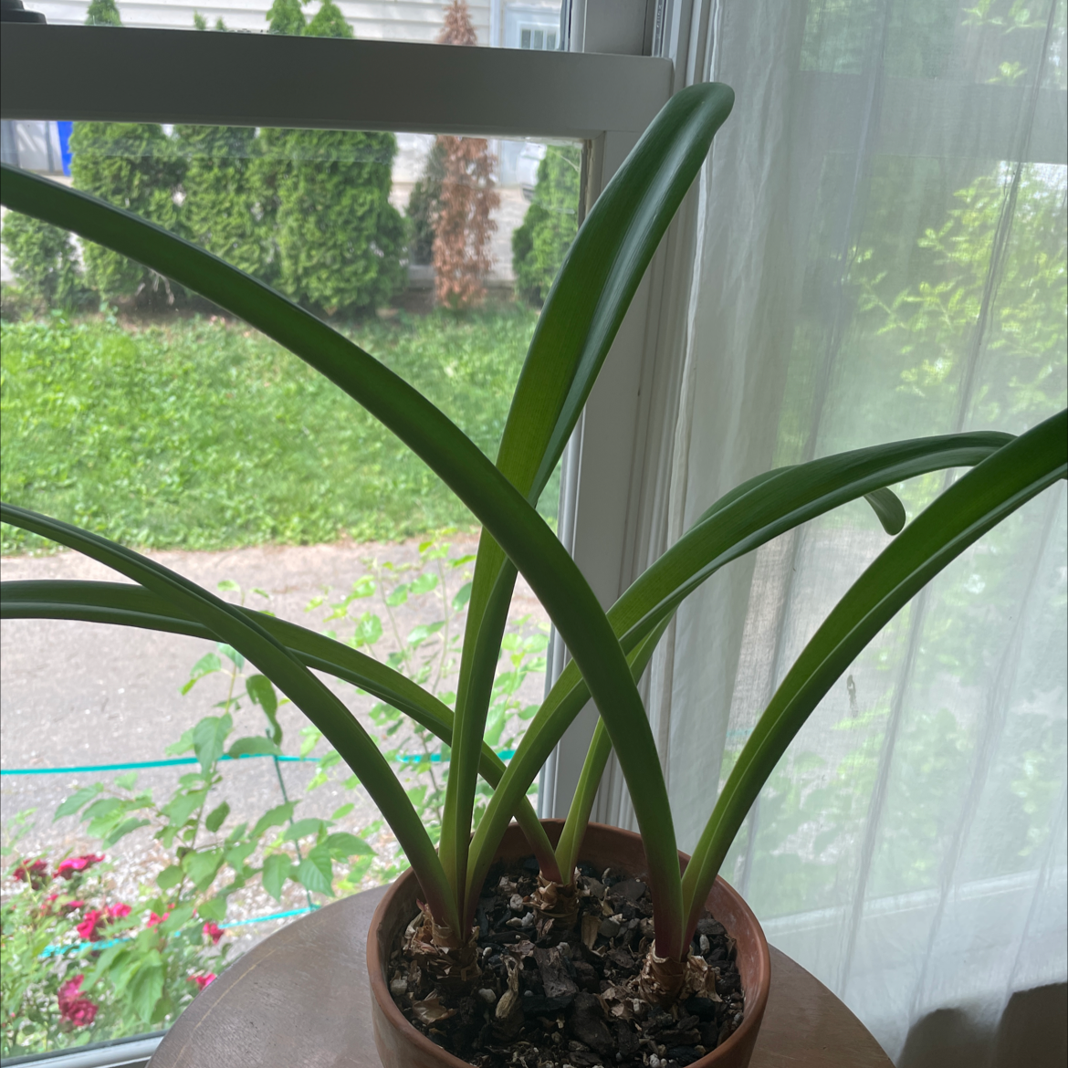 Photo of the plant species Hippeastrum 'Red Lion' by @charmingtedious named Fidelity on Greg, the plant care app