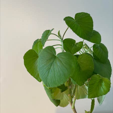Photo of the plant species Manchu Tubergourd by @charmingtedious named Heart Tree on Greg, the plant care app