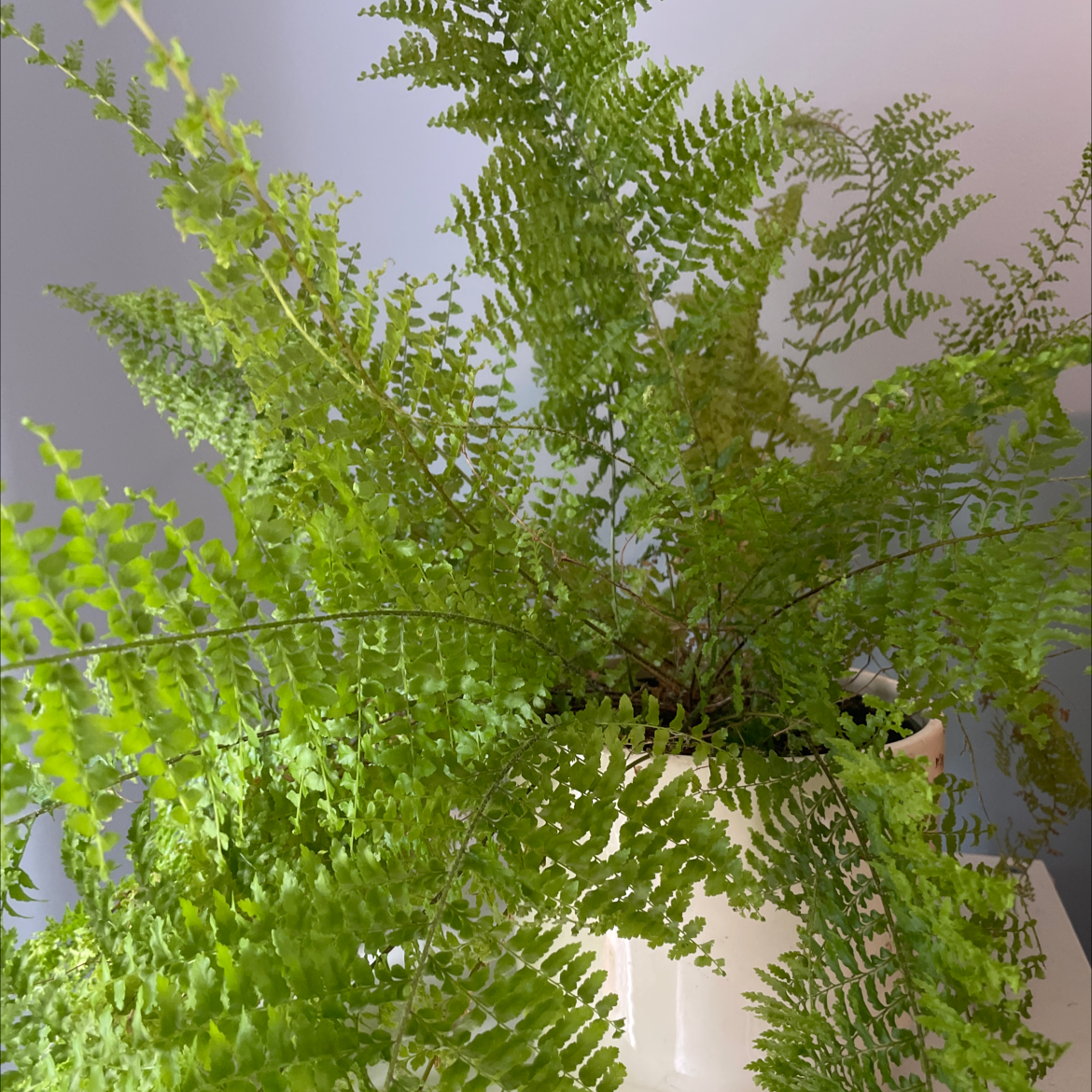 Healthy Northern Maidenhair Fern with lush green fronds in a white pot.