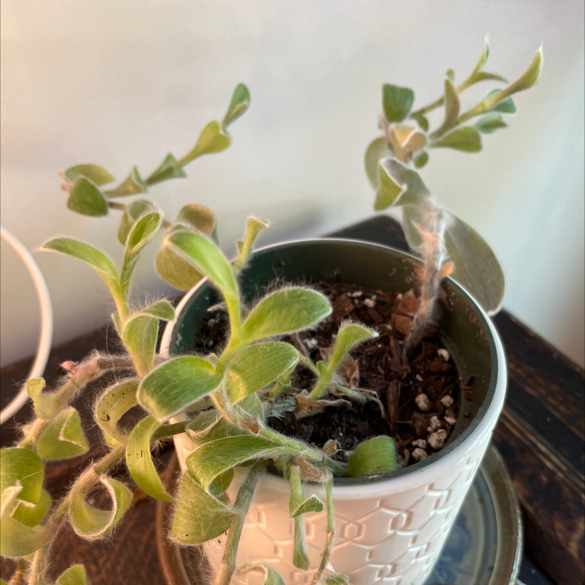 Potted Kitten Ears plant with fuzzy leaves, visible soil, and no signs of disease.