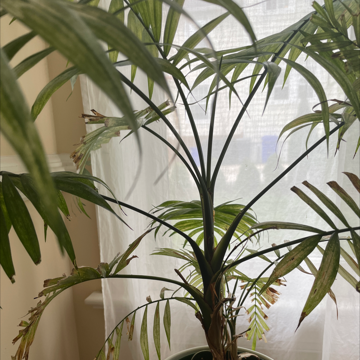 Areca Palm plant photo by @charmingtedious named Sad palm on Greg, the plant care app.