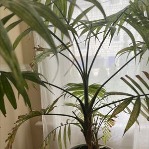 Areca Palm plant photo by @charmingtedious named Sad palm on Greg, the plant care app.