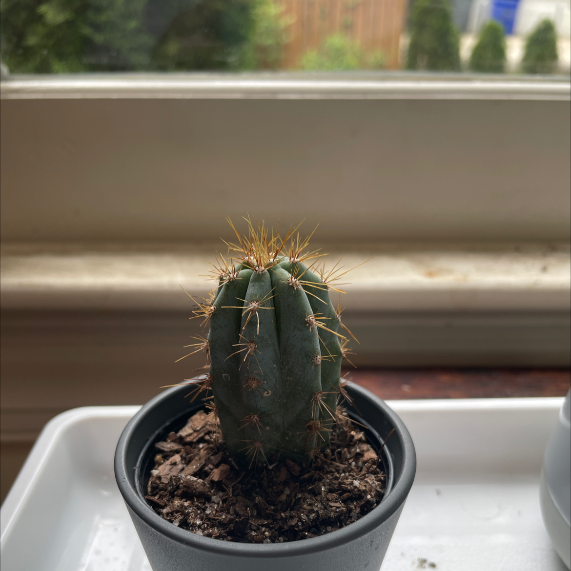 Photo of the plant species Kingcup Cactus by @charmingtedious named Phallic cactus on Greg, the plant care app