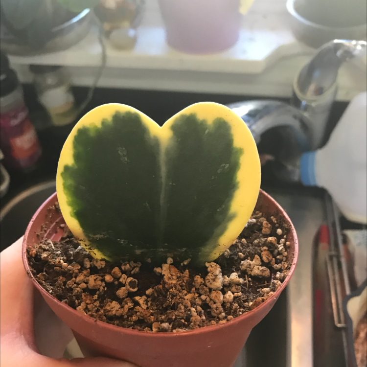 Sweetheart Hoya plant with a heart-shaped leaf, green center, and yellow edges in a small pot.
