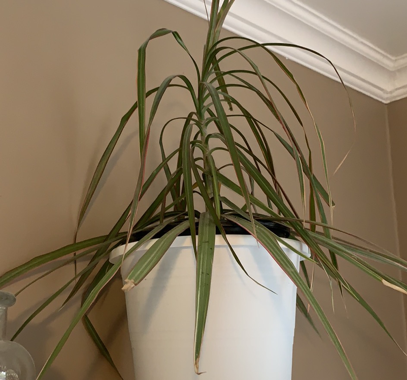 Dragon Tree plant photo by Tina named Your plant on Greg, the plant care app.