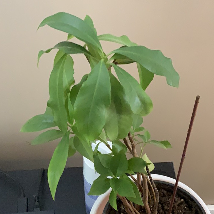 Potted Shoebutton plant with healthy green leaves indoors.
