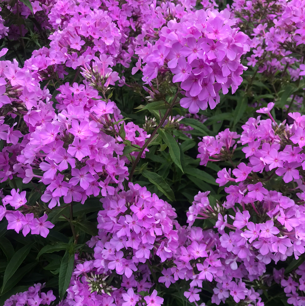 🤒 Why Does My Garden Phlox Have Yellow Leaves?