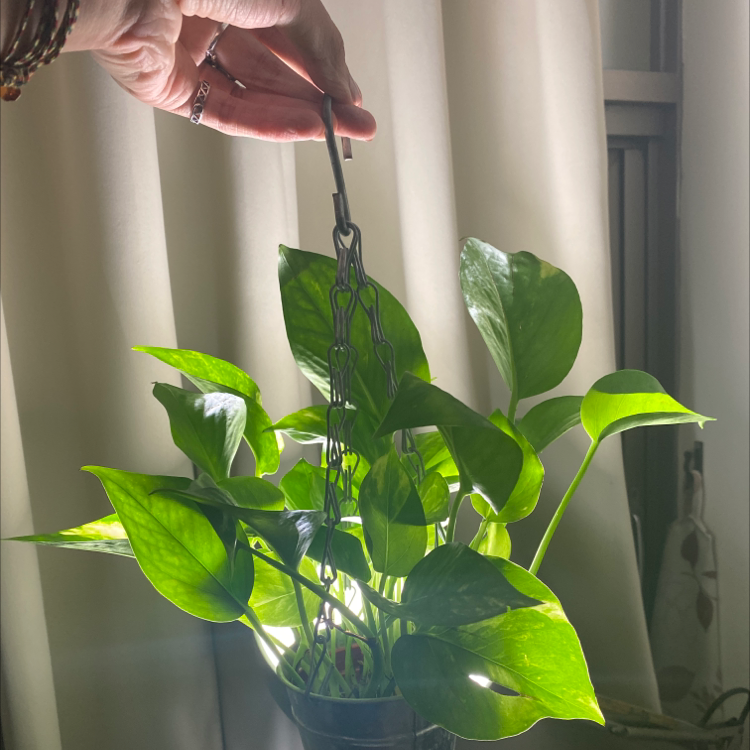 Taro Vine plant photo by @Justjakedu named Green Devil on Greg, the plant care app.