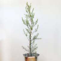 Tea tree plant photo by @Justjakedu named Hue Jackman on Greg, the plant care app.