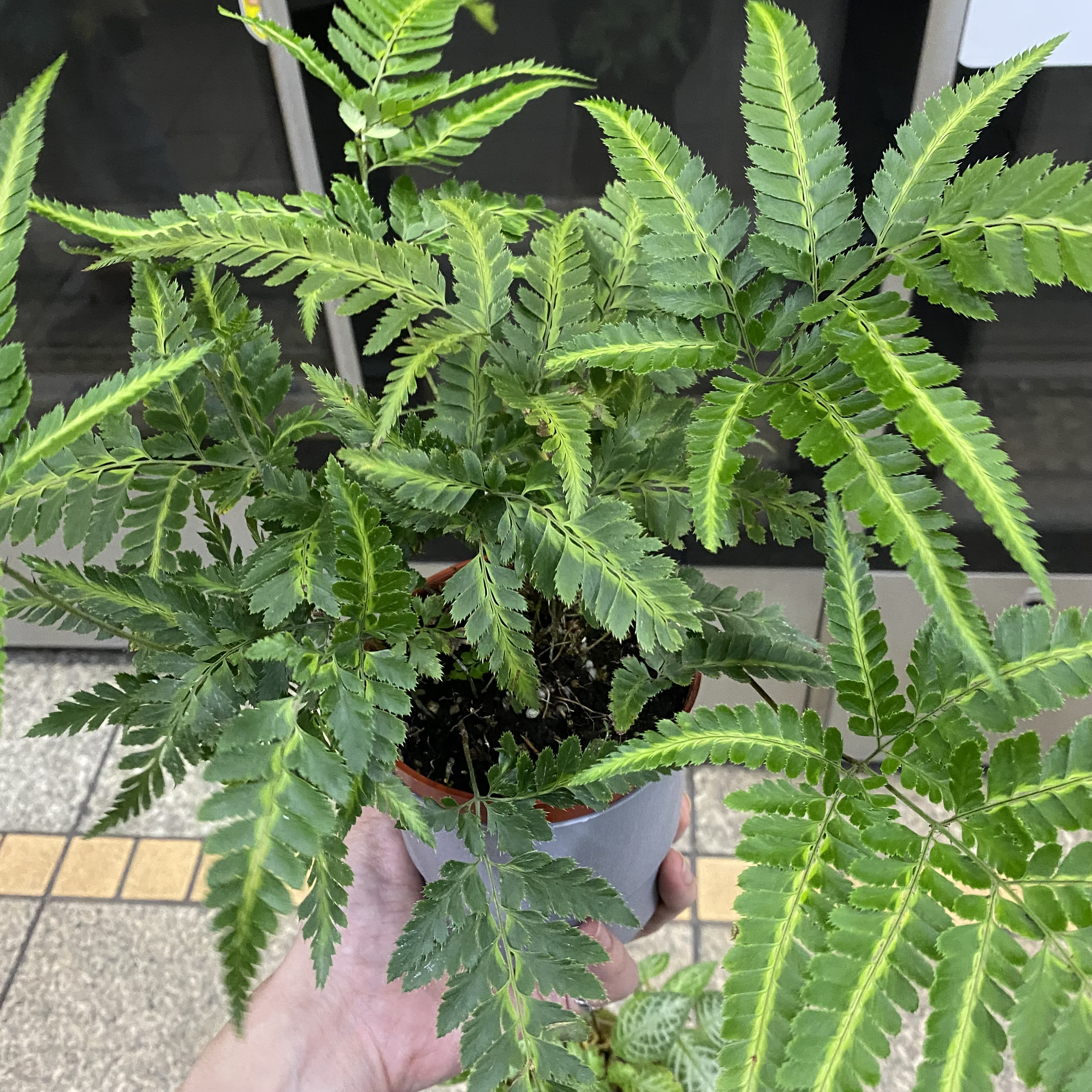 Healthy Brake Fern with vibrant green leaves in a pot, held by a hand.
