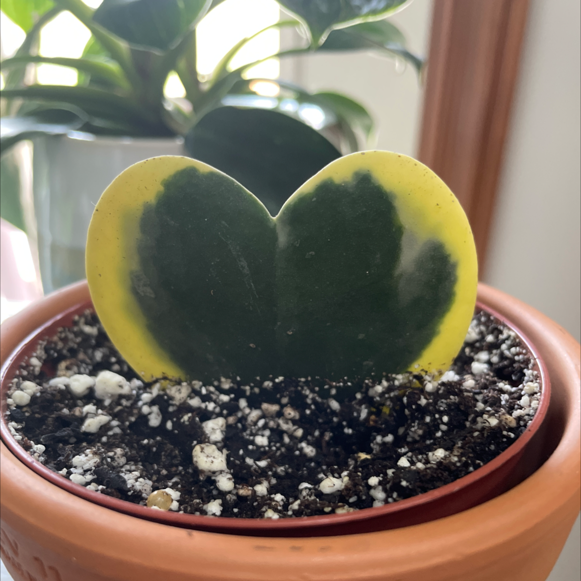 Photo of the plant species Variegated Heart Leaf Hoya by @miaaa named Sweet Tart on Greg, the plant care app