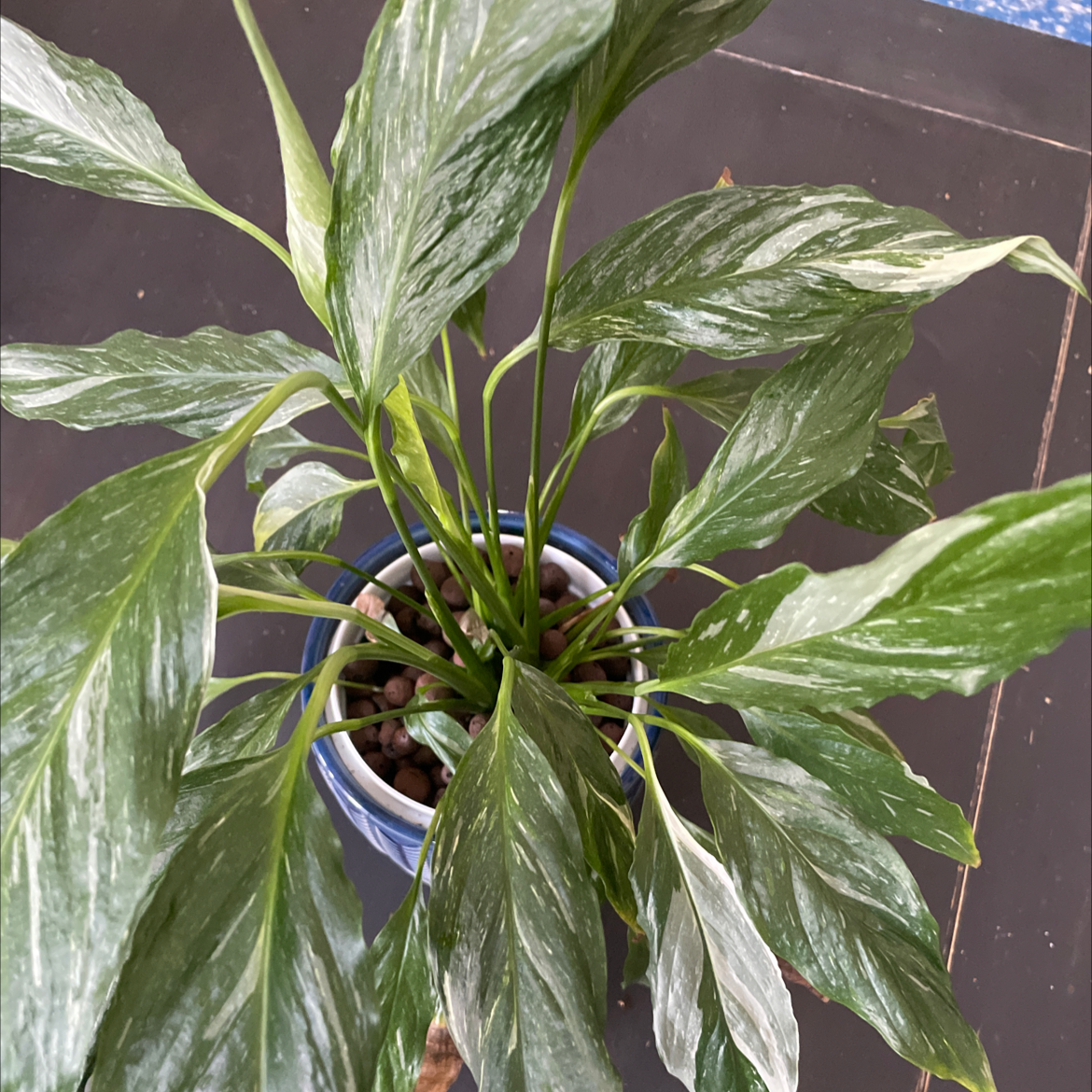 Peace Lily plant photo by @miaaa named Rest In on Greg, the plant care app.