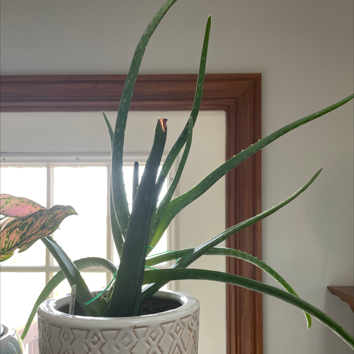 Aloe vera plant photo by @miaaa named Vera on Greg, the plant care app.