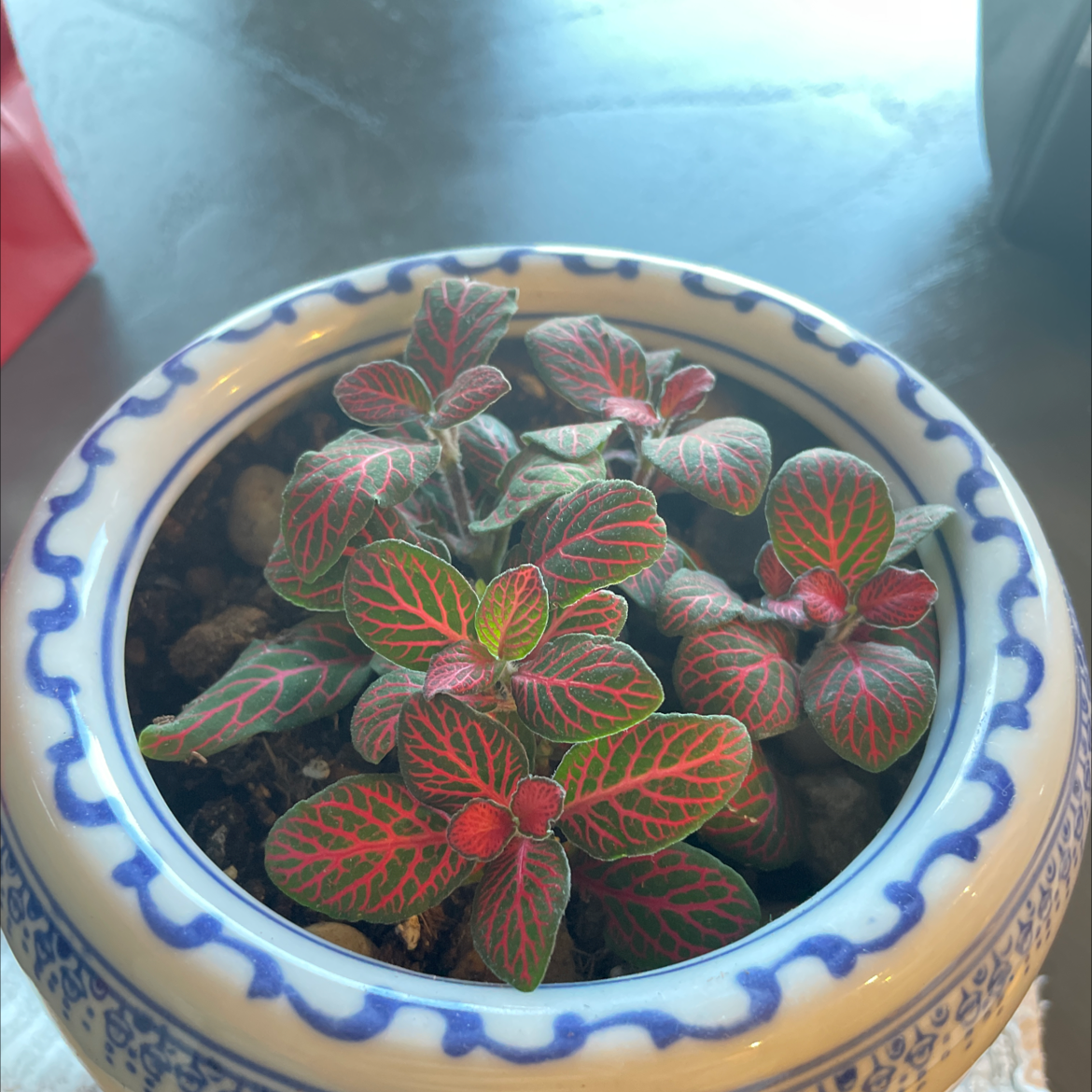 Nerve Plant plant photo by @miaaa named Fitz on Greg, the plant care app.