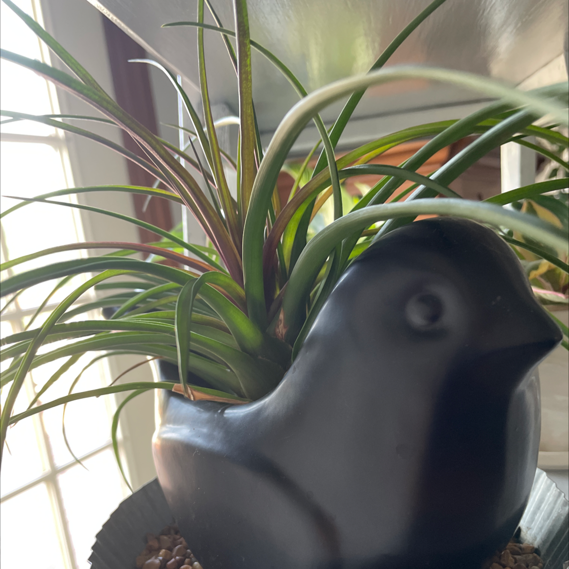 Photo of the plant species Pink Quill by @miaaa named Pink Quill on Greg, the plant care app