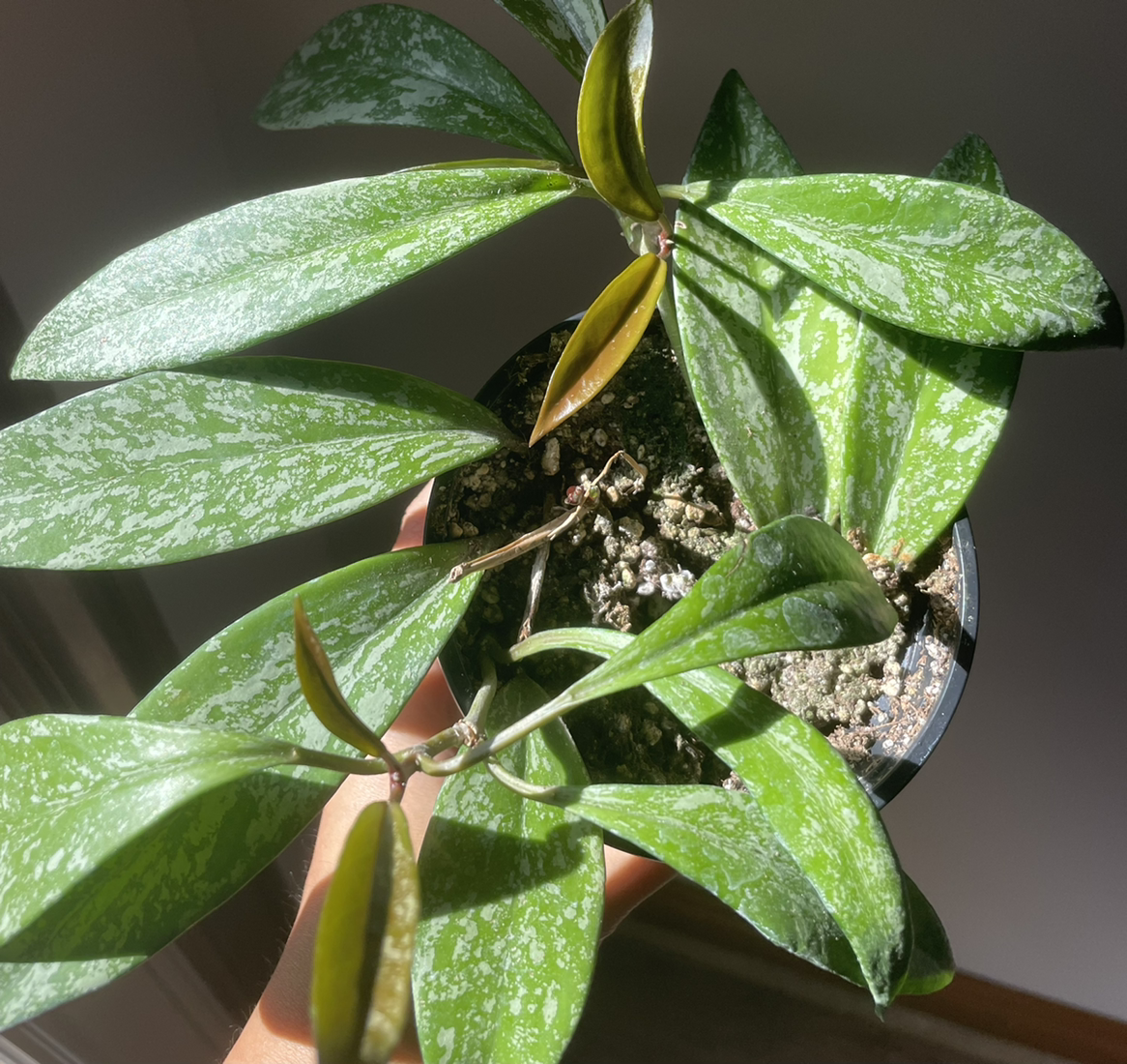 Photo of the plant species Hoya Pubicalyx by @miaaa named Yue on Greg, the plant care app