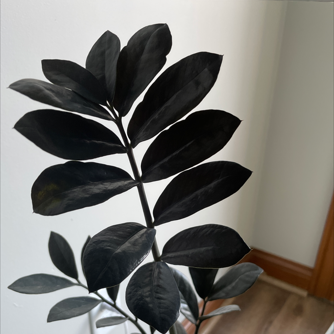Photo of the plant species Raven ZZ Plant by @miaaa named Nevermore on Greg, the plant care app