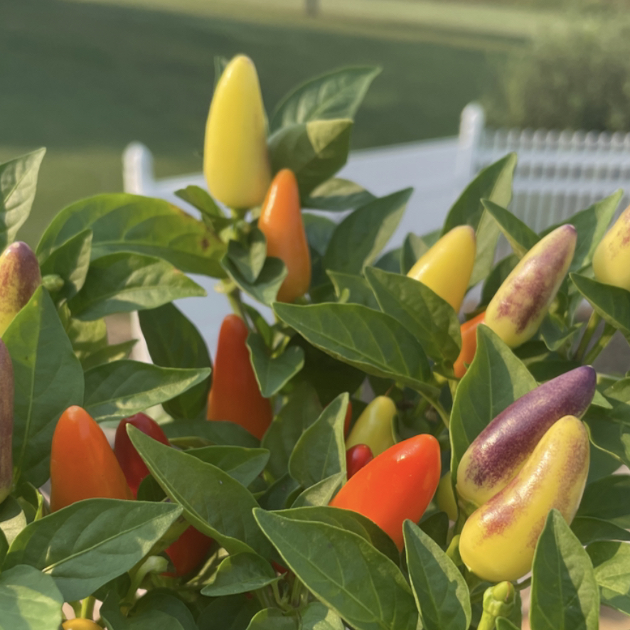 Ornamental Pepper plant with vibrant, multi-colored peppers and healthy green leaves.