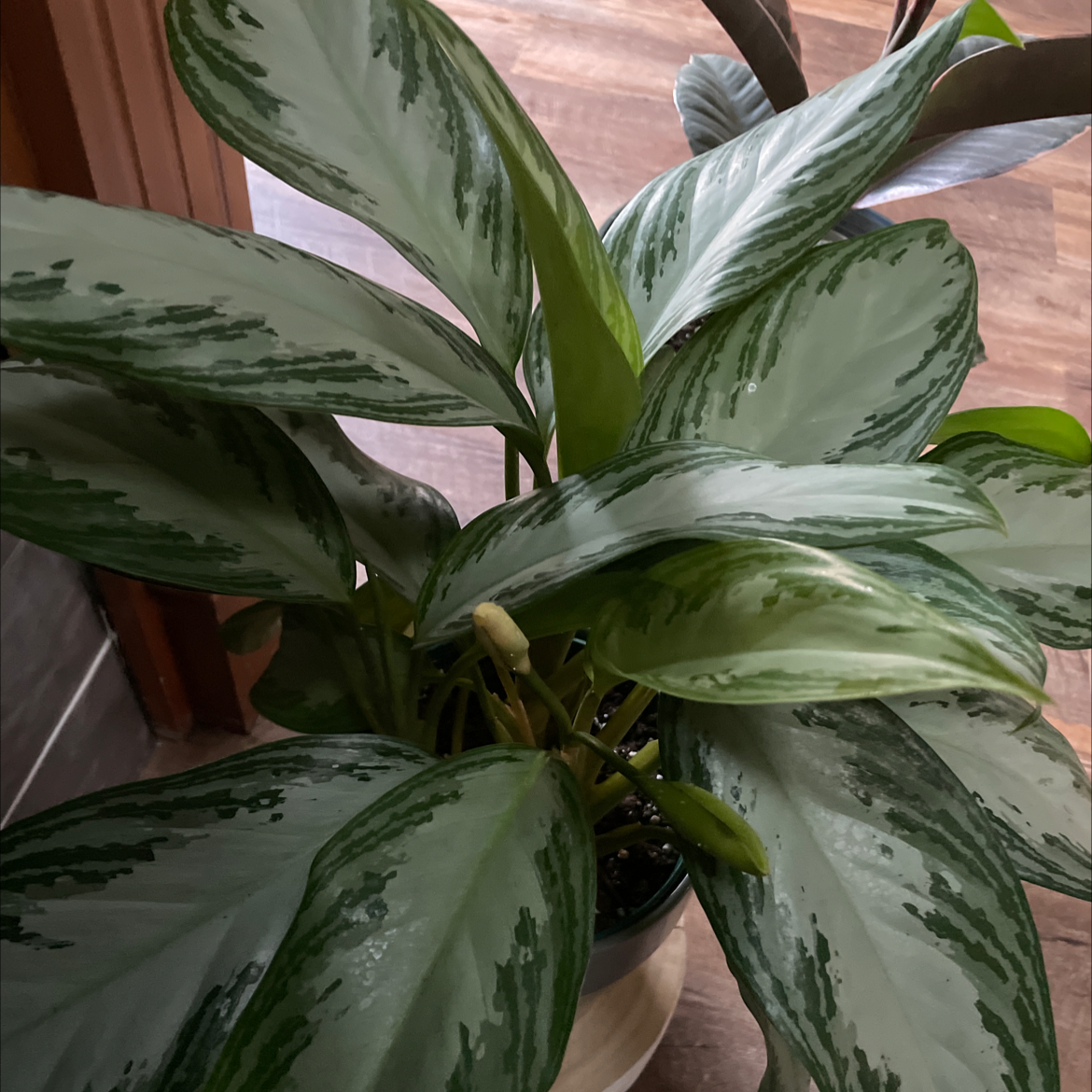 Healthy Aglaonema 'Silver Bay' plant with broad, variegated leaves.