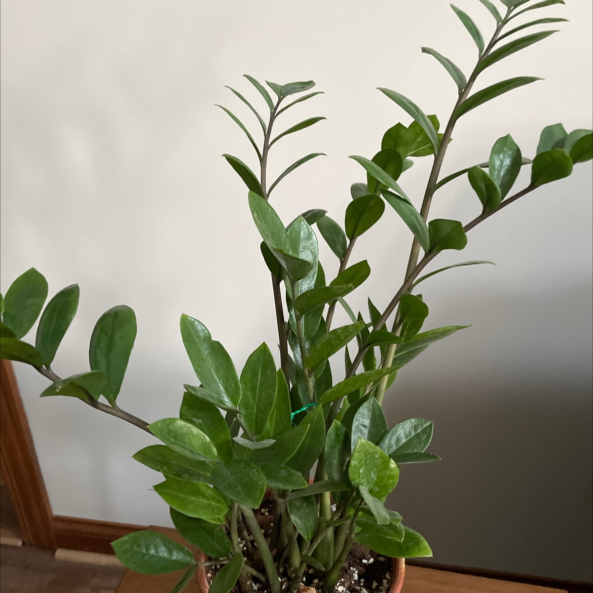 Zamioculcas Zamiifolia plant photo by @miaaa named Zuri on Greg, the plant care app.
