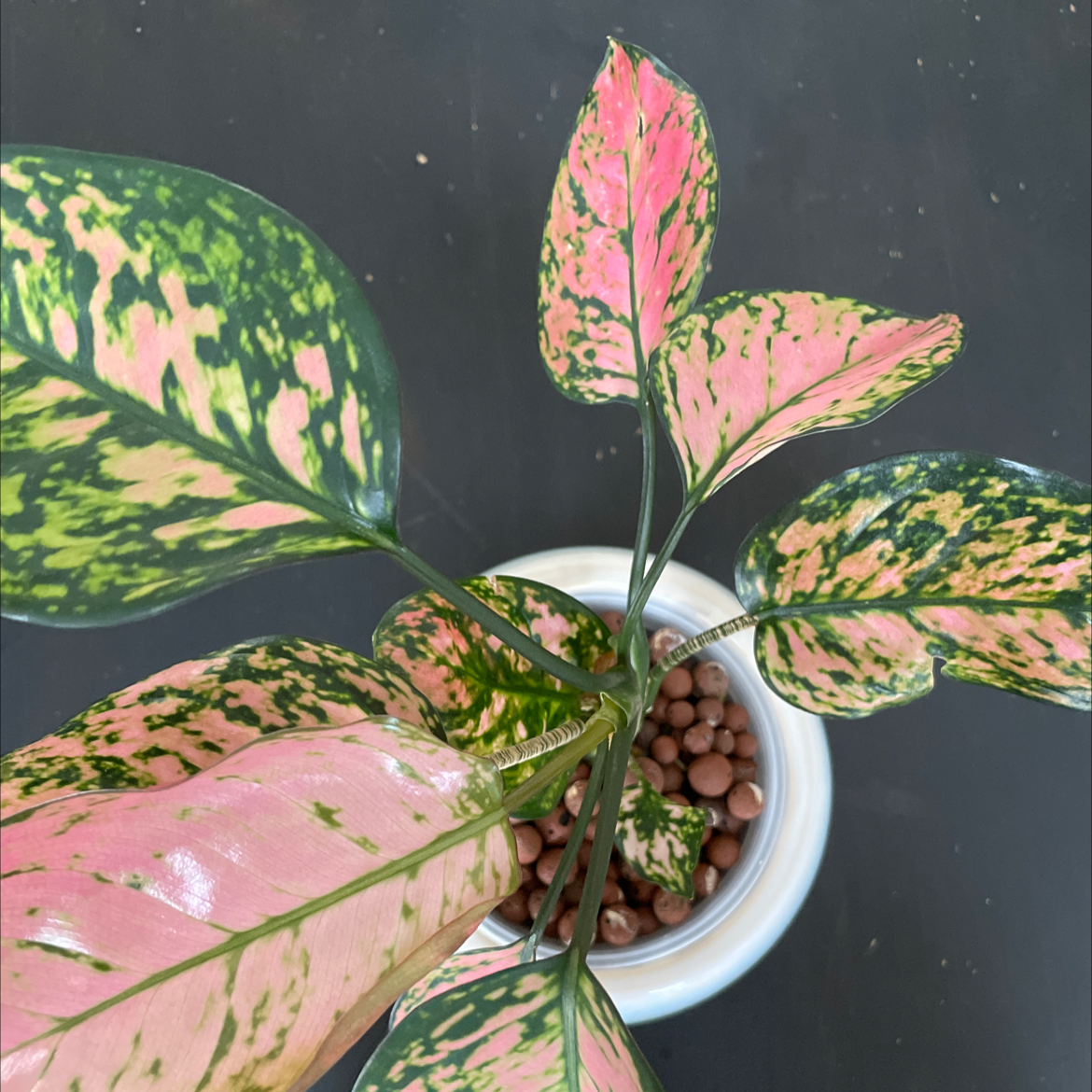 Photo of the plant species Chinese Evergreen Hot Pink Valentine Wishes by @miaaa named Agape on Greg, the plant care app