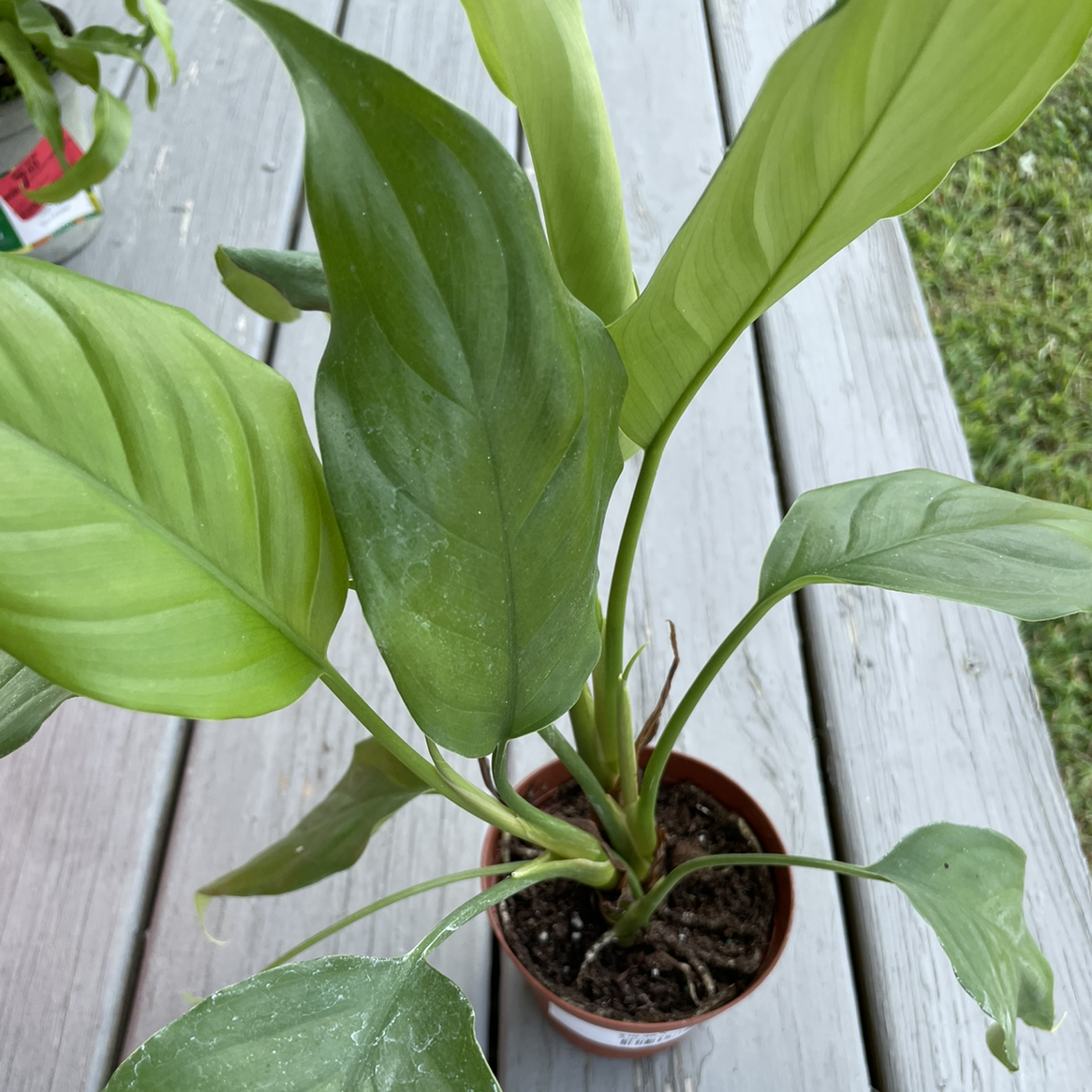 Photo of the plant species Malayan Sword by @miaaa named Aglet on Greg, the plant care app