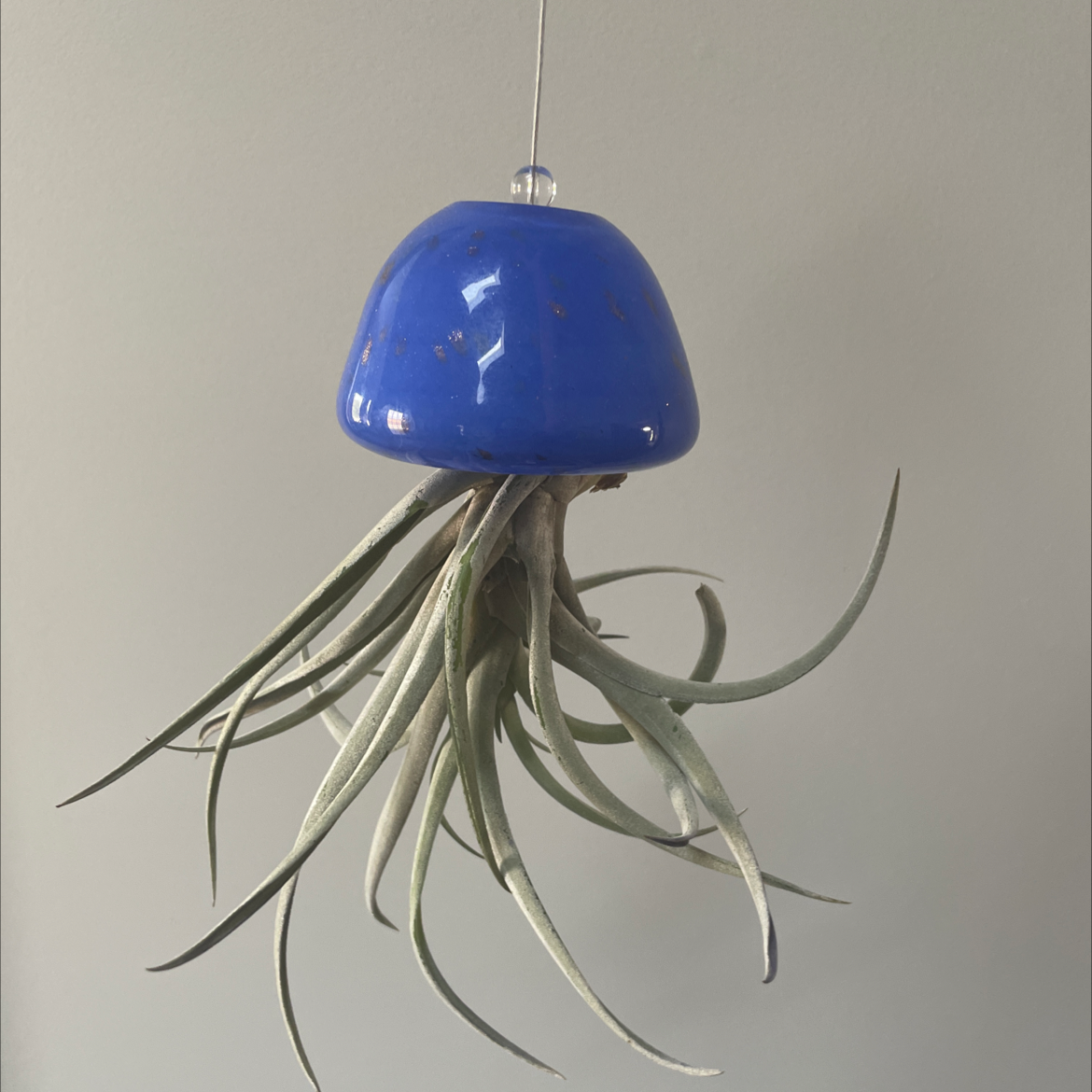 Photo of the plant species Tillandsia Silver Queen by @miaaa named No Name on Greg, the plant care app