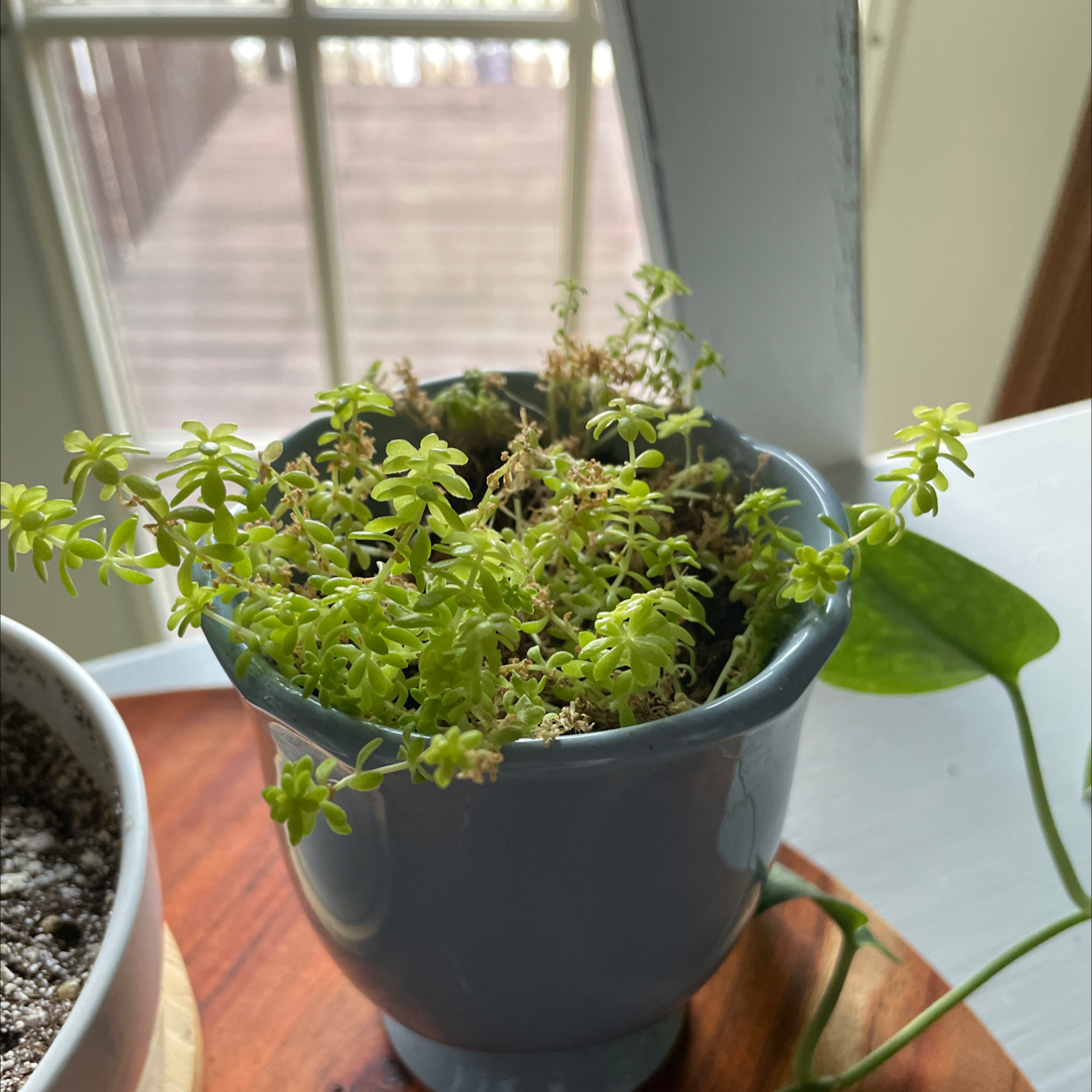 Potted Goldmoss Stonecrop with some browning foliage in a small pot.