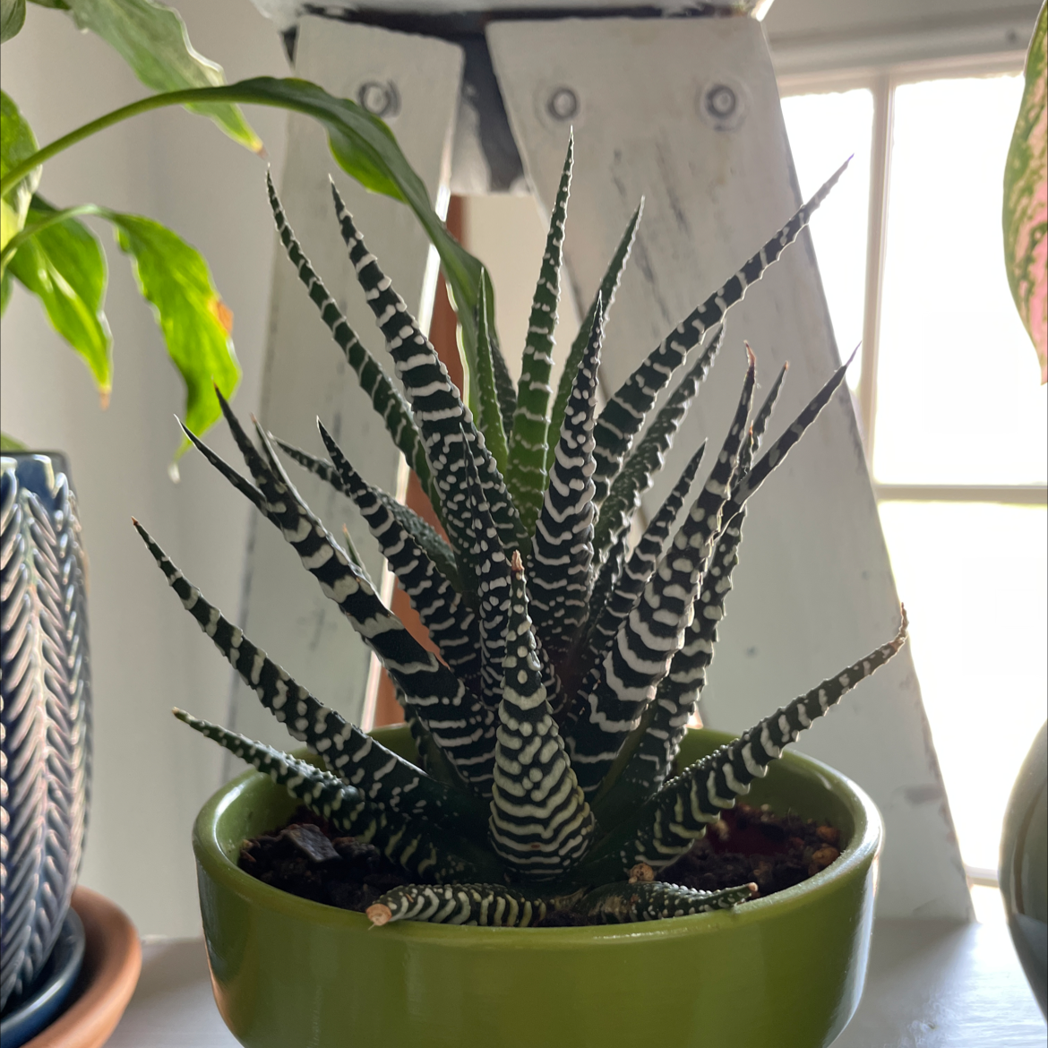 Zebra Plant plant photo by @miaaa named Marty on Greg, the plant care app.