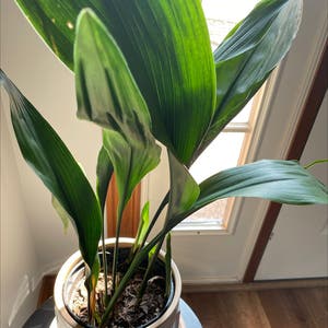 Cast Iron Plant plant photo by @miaaa named Pascal on Greg, the plant care app.