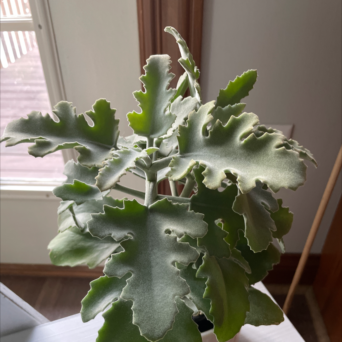 Healthy Felt Bush with deeply lobed, velvety leaves.