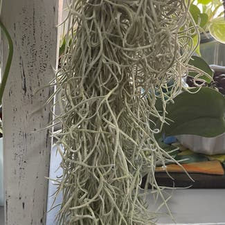 Spanish Moss plant in Somewhere on Earth