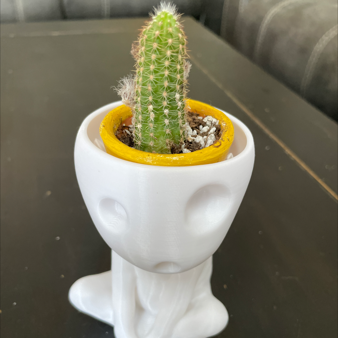 Golden Torch plant photo by @miaaa named Cactain on Greg, the plant care app.