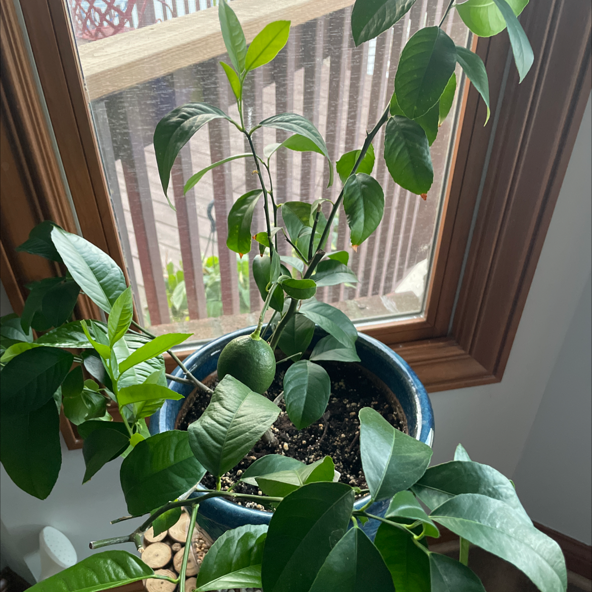 Meyer Lemon Tree plant photo by @miaaa named Cocky on Greg, the plant care app.