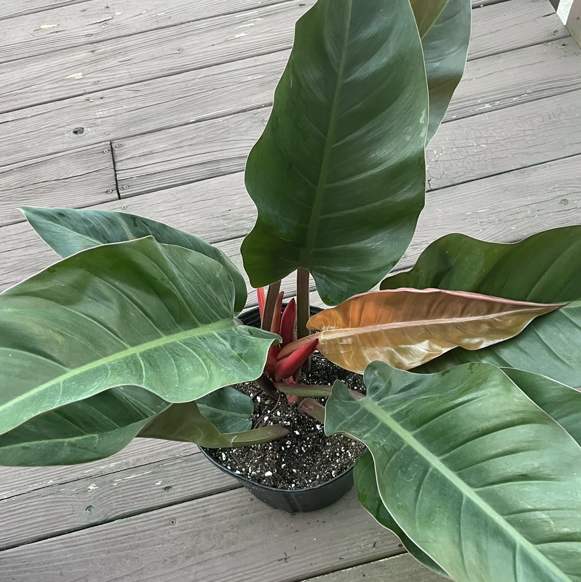 Philodendron 'Imperial Red' plant in a pot with visible soil and one browning leaf.