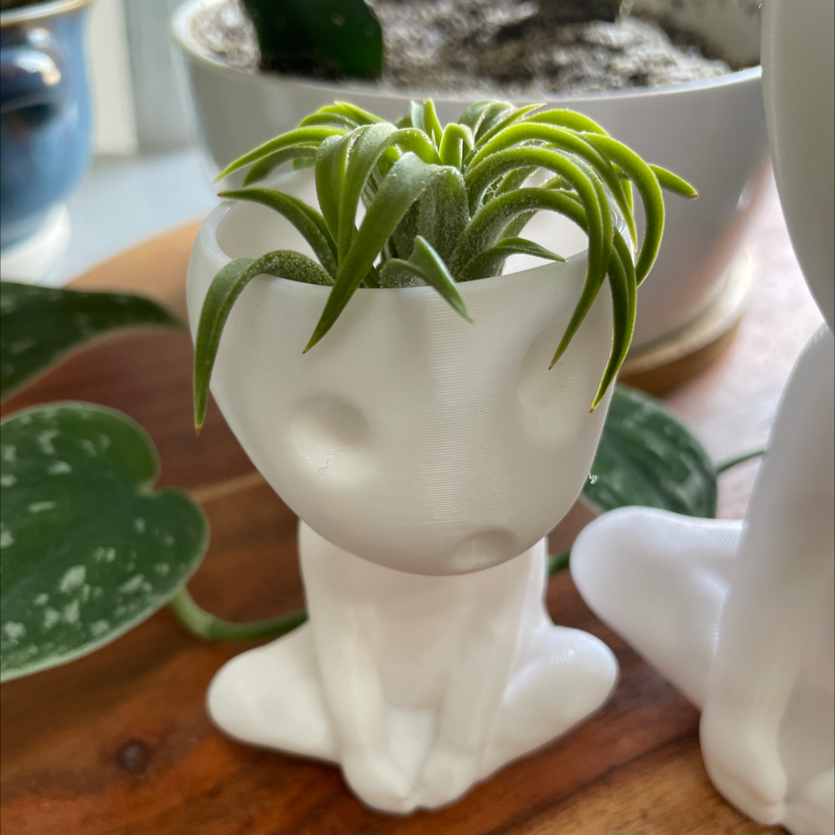 Blushing Bride Air Plant plant photo by @miaaa named Gyatso on Greg, the plant care app.