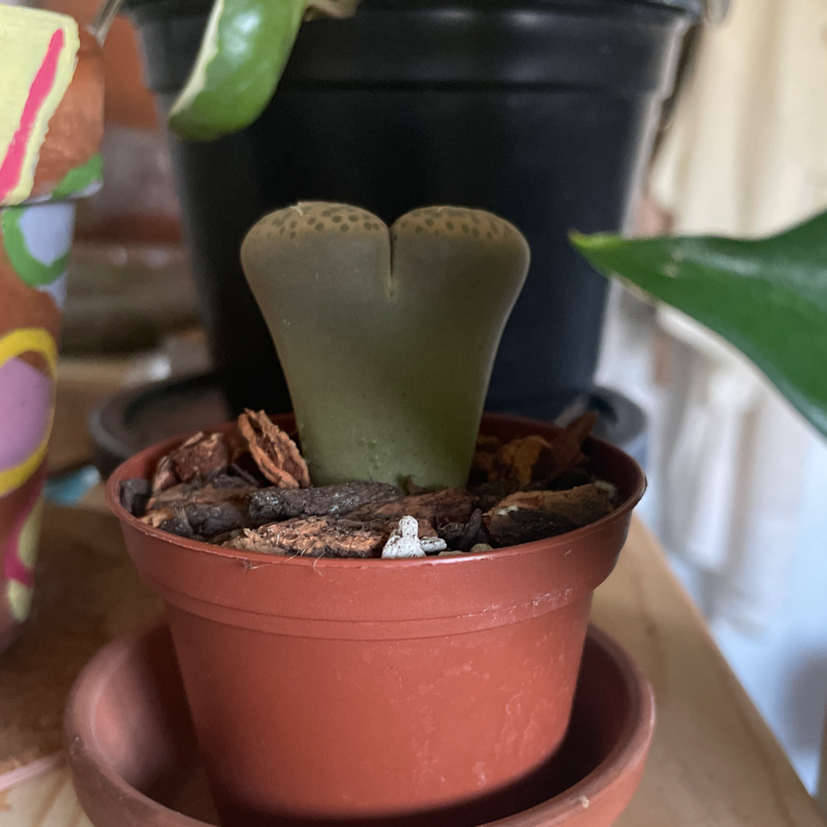 Photo of the plant species Lithops by Zoe named Butt on Greg, the plant care app