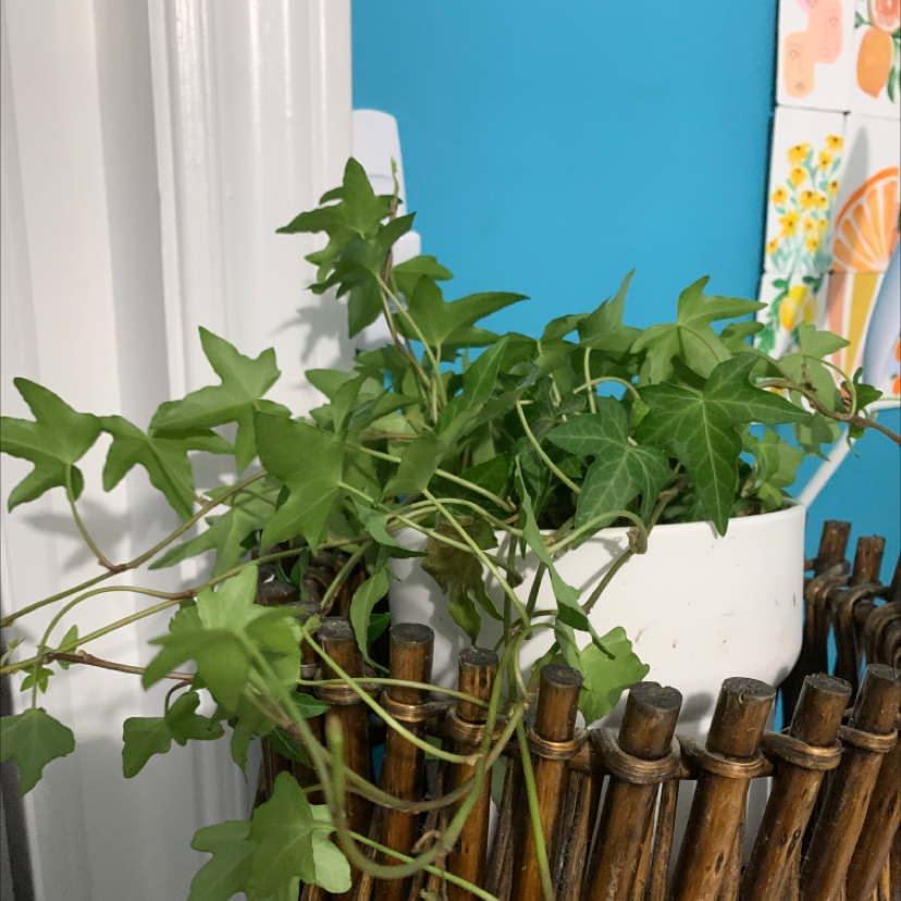 English Ivy plant photo by Olivia named Wall-E on Greg, the plant care app.
