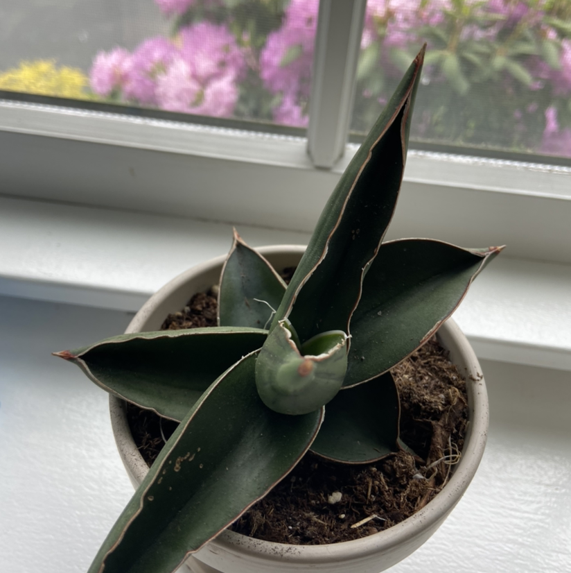 Samurai Dwarf Snake Plant in a pot on a windowsill with visible soil and some brown leaf tips.